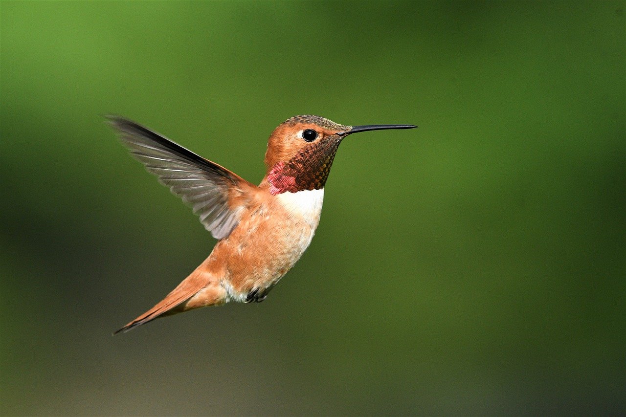Safety Tips for Birdwatchers